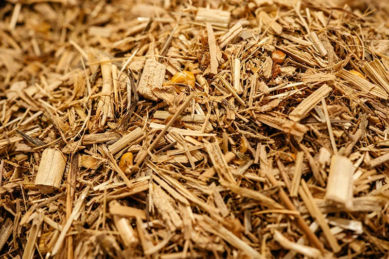 Why Sugarcane Bagasse Is a Safer Alternative to Plastic and Paper Packaging